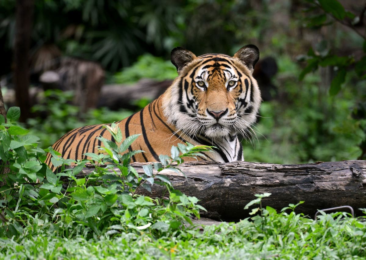 bengal_tiger_in_the_jungle_1200x853-1633081989.jpg